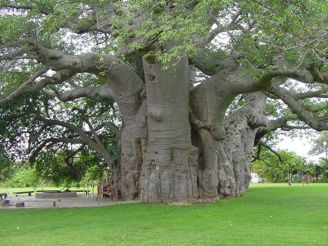 ben-ngoai-quan-cafe-baobap-tree.jpg
