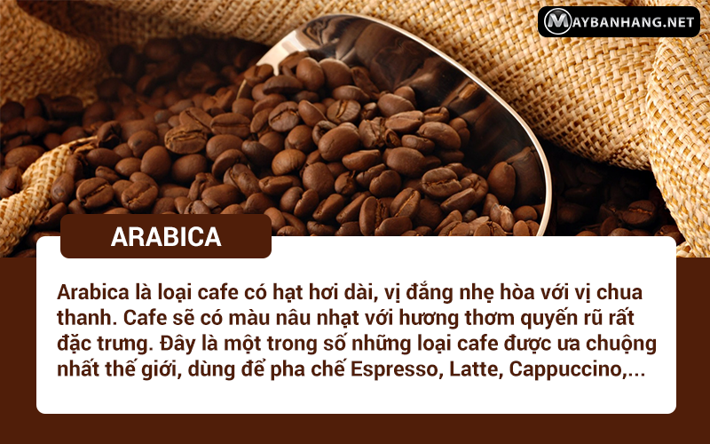 Arabica là loại cafe được ưa chuộng nhất trên thế giới