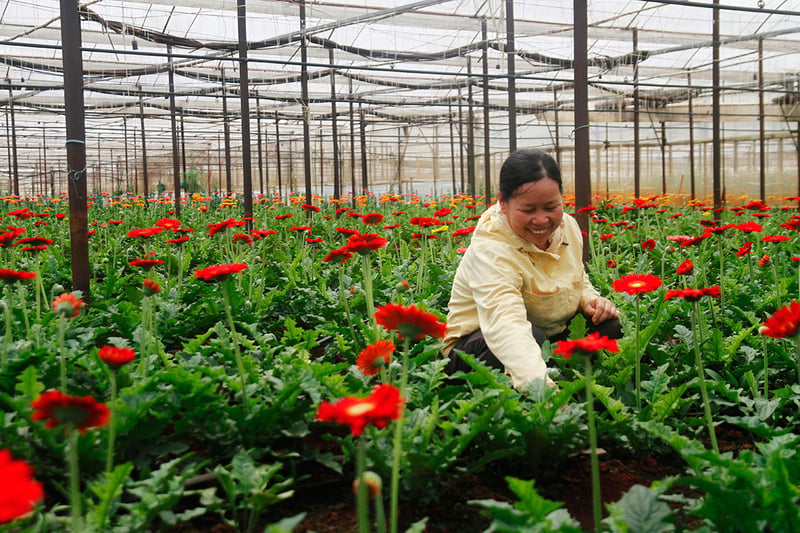 Tự trồng hoa tươi - phương án kinh doanh nông nghiệp hữu hiệu nhất